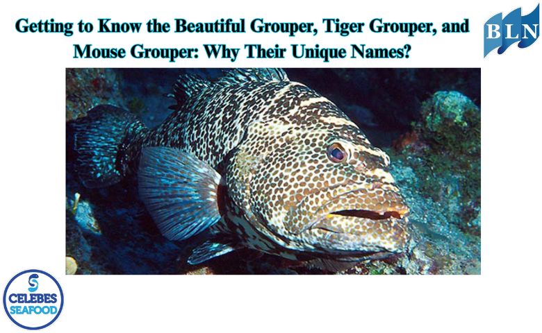 Getting to Know the Beautiful Grouper, Tiger Grouper, and Mouse Grouper: Why Their Unique Names?